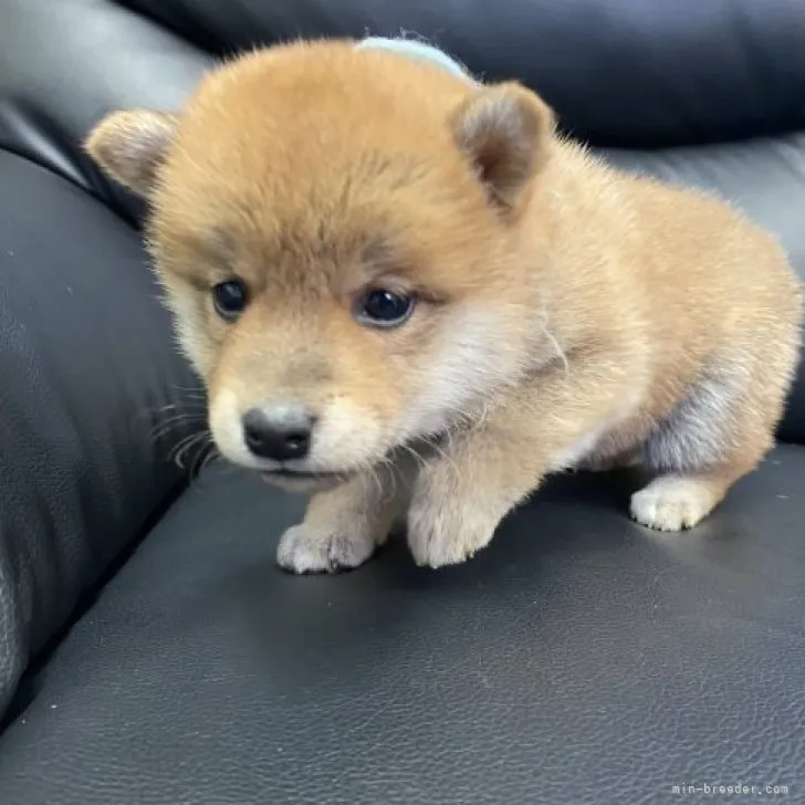 ID:2304-04505の子犬