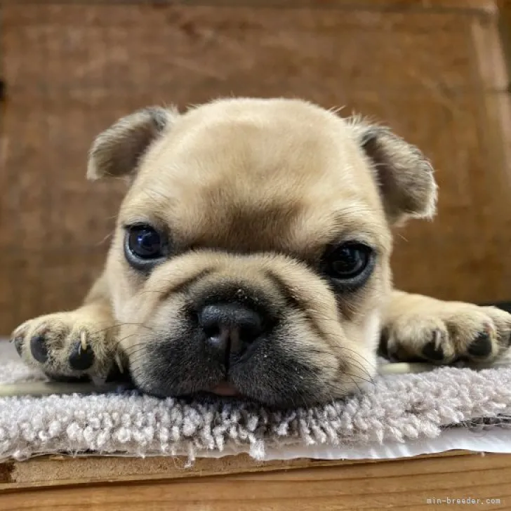 ID:2307-00668の子犬