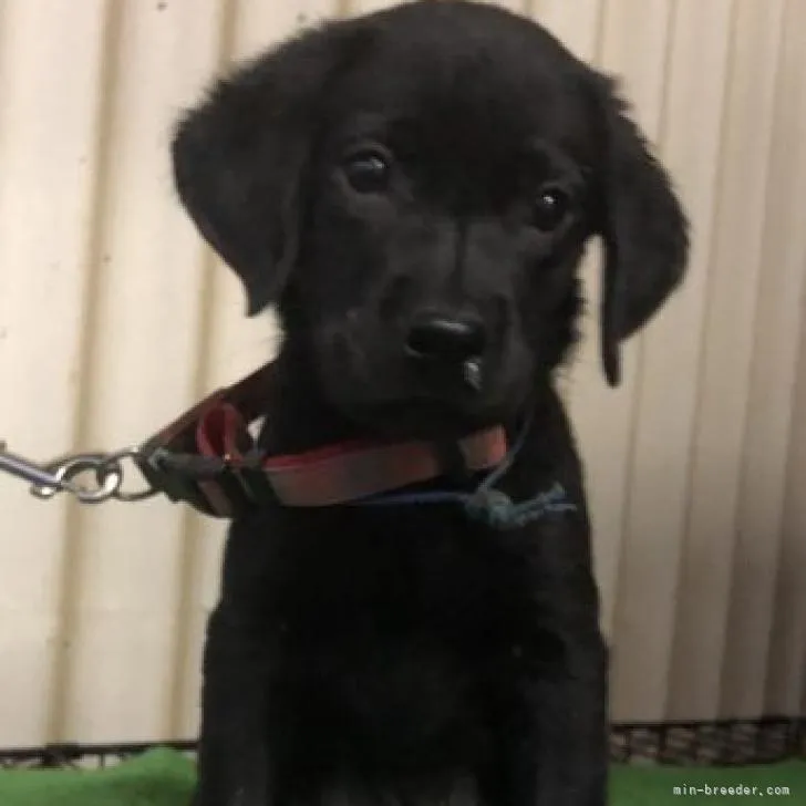 ID:2208-03548の子犬