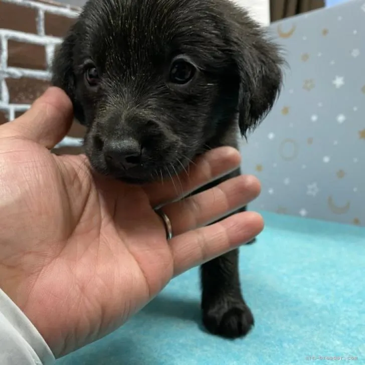 ID:2210-00713の子犬