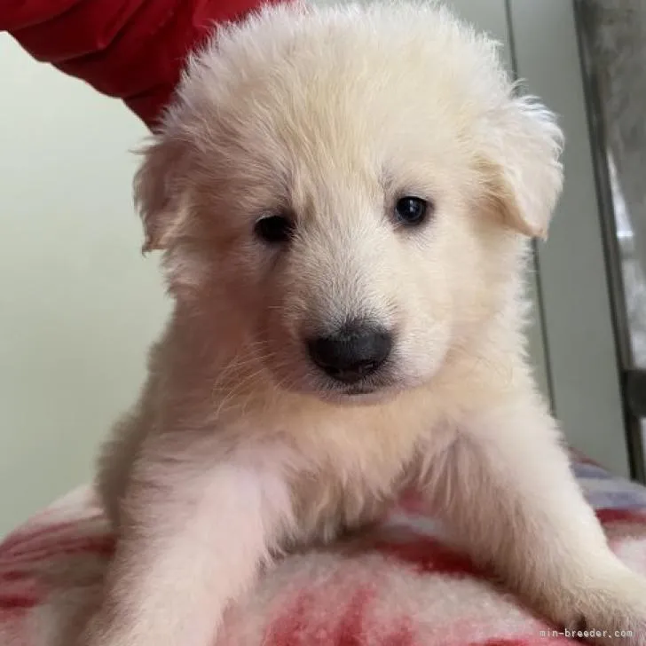 ID:2212-03095の子犬