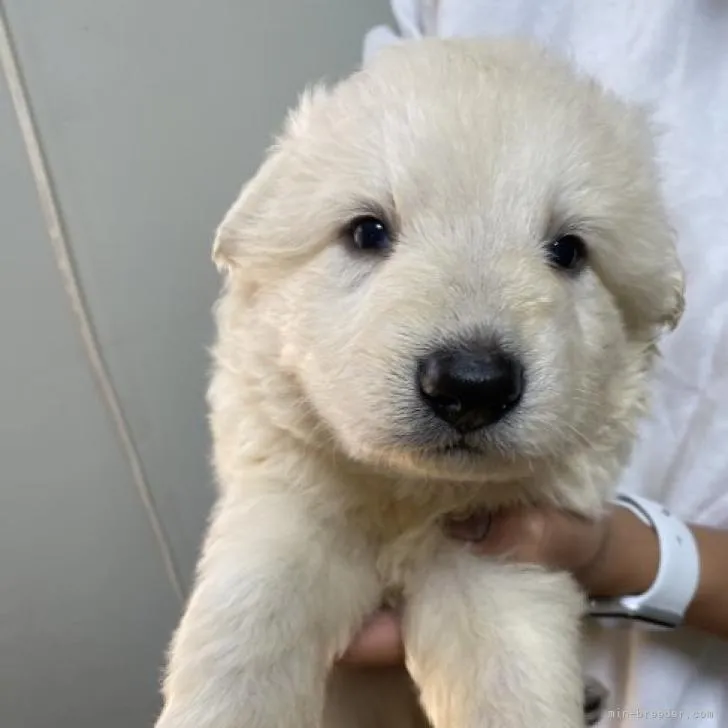 ID:2212-00875の子犬