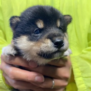 柴犬(豆柴)【滋賀県・男の子・2023年4月5日・黒】の写真「ぷくぷくまんまる」