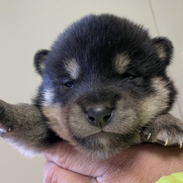 柴犬(豆柴)【滋賀県・男の子・2024年1月25日・黒】の写真「可愛い黒柴ちゃん」