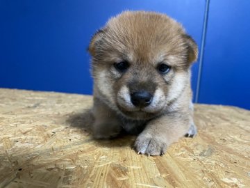 柴犬(豆柴)【滋賀県・男の子・2021年9月19日・赤】の写真「可愛い顔の男の子」