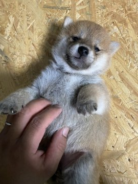 柴犬(豆柴)【滋賀県・女の子・2021年9月19日・赤】の写真「モコモコの女の子」