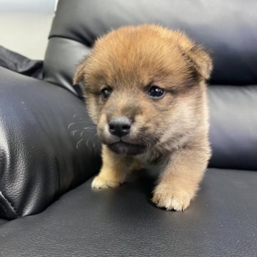 柴犬(豆柴)【滋賀県・男の子・2023年4月5日・赤】の写真「可愛い柴ちゃん」