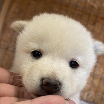 柴犬(豆柴)【滋賀県・男の子・2024年5月24日・白(ホワイト)】の写真「綺麗な白柴君★」