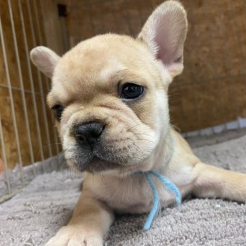 フレンチブルドッグ【滋賀県・男の子・2023年5月29日・クリーム】の写真「いかつさのある骨格がしっかりした男の子」