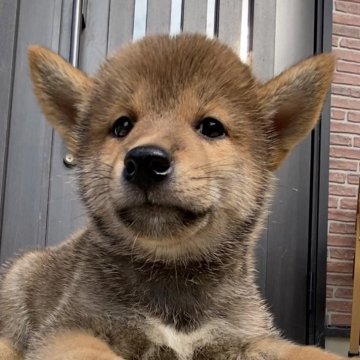 柴犬(豆柴)【滋賀県・男の子・2024年7月2日・赤】の写真「大人しい赤柴くん」