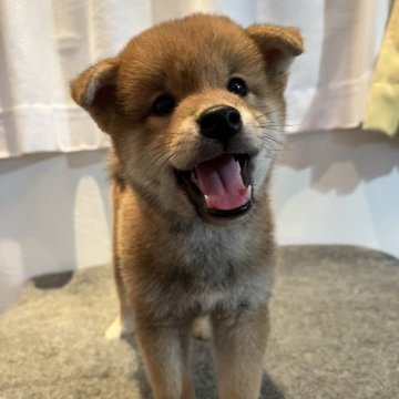 柴犬(豆柴)【滋賀県・男の子・2023年6月16日・赤】の写真「活発で元気な男の子♪」