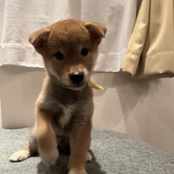 柴犬(豆柴)【滋賀県・男の子・2023年6月16日・赤】の写真「大人しい仔です★」