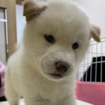 柴犬(豆柴)【滋賀県・男の子・2022年8月30日・白】の写真「ぬいぐるみみたいに可愛いです★」