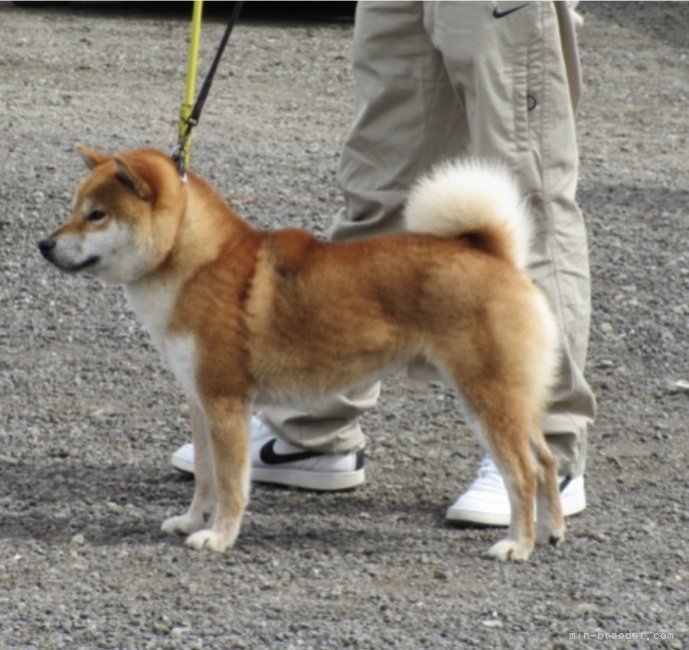種市良司ブリーダー