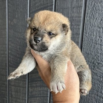柴犬(標準サイズ)【青森県・男の子・2025年11月17日・赤】の写真「美男子✨マイクロチップ費用込み🎄」