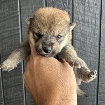 柴犬(標準サイズ)【青森県・男の子・2025年11月17日・赤】の写真「小ぶりで可愛い子✨マイクロチップ費用込み🎄」