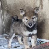 柴犬(標準サイズ)