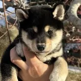 柴犬(標準サイズ)