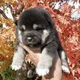 柴犬(標準サイズ)