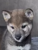 柴犬(標準サイズ)【青森県・男の子・2025年7月17日・胡麻】の写真2