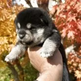 柴犬(標準サイズ)【青森県・女の子・2025年10月1日・黒】の写真2