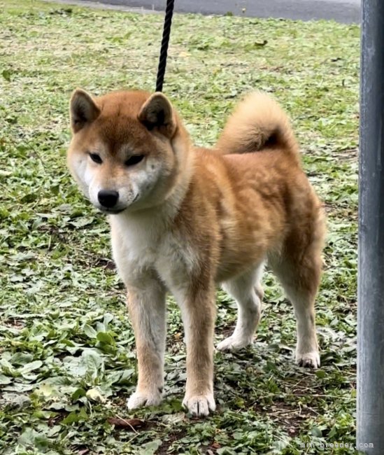 柴犬【・女の子・2023年6月5日・赤】