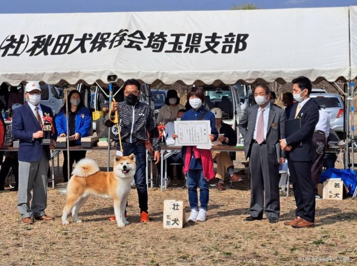 金子　典之(かねこ　のりゆき)ブリーダー(群馬県・柴犬など・秋田犬保存会/KCJ登録)の紹介写真5