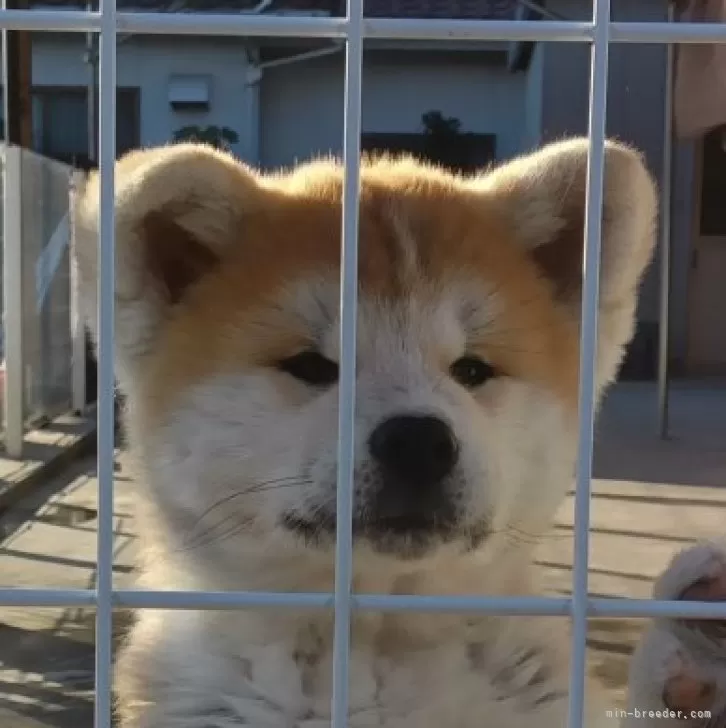 ID:2412-01551の子犬