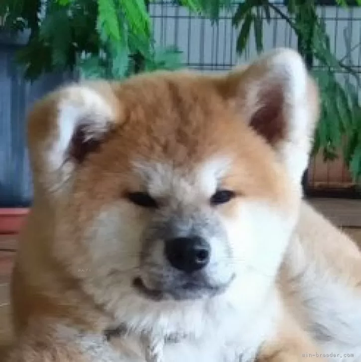 ID：2511-06299の子犬