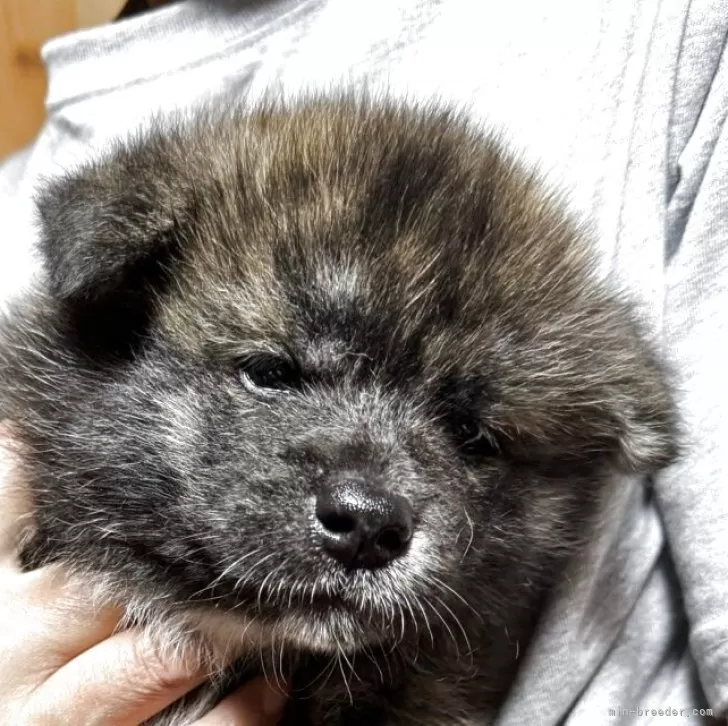 秋田犬【群馬県・男の子・2025年4月25日・虎毛】の写真1