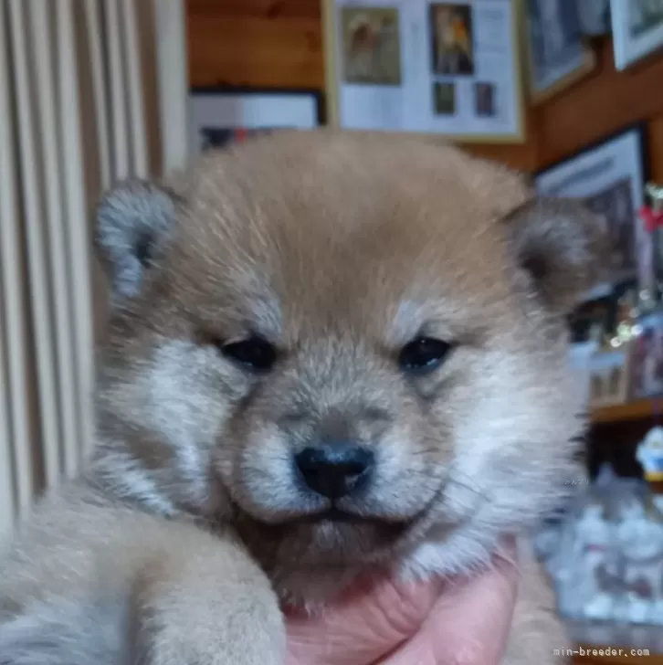 ID:2503-02346の子犬