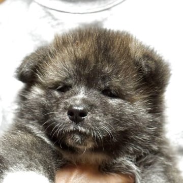秋田犬【群馬県・男の子・2025年4月25日・虎毛】の写真「可愛い虎毛の男の子です。」