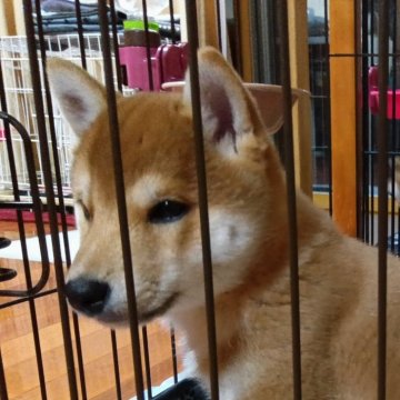 柴犬(豆柴)【群馬県・男の子・2024年10月31日・赤】の写真「ポイント	両親共に豆柴認定犬です」