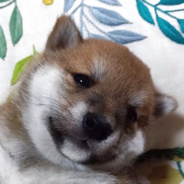 柴犬(豆柴)【群馬県・男の子・2025年4月11日・赤】の写真「ポイント両親共に豆柴認定犬です」