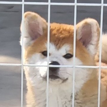 秋田犬【群馬県・男の子・2024年11月1日・赤】の写真「1枚赤の綺麗な男の子です」