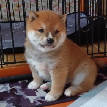 柴犬(豆柴)【群馬県・男の子・2024年12月16日・赤】の写真「ポイント両親共に豆柴認定犬です」