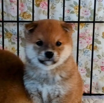 柴犬(豆柴)【群馬県・男の子・2024年12月16日・赤】の写真「ポイント両親共に豆柴認定犬です」