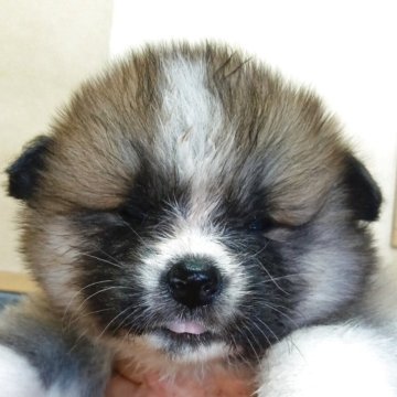 秋田犬【群馬県・女の子・2025年10月1日・赤】の写真「長毛の可愛い女の子です」