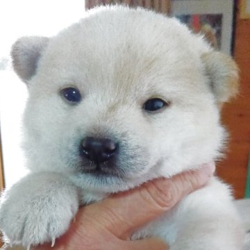 柴犬(豆柴)【群馬県・女の子・2025年9月25日・白】の写真「ポイント両親共に豆柴認定犬です」