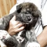 秋田犬【群馬県・男の子・2025年4月25日・虎毛】の写真2