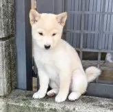 豆柴【群馬県・女の子・2025年9月25日・白】の写真2