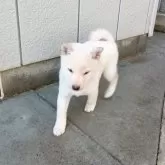 豆柴【群馬県・男の子・2025年9月25日・白】の写真3