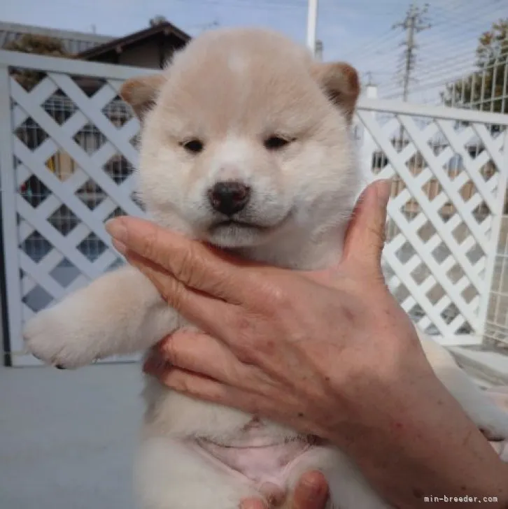 ID:2302-04171の子犬