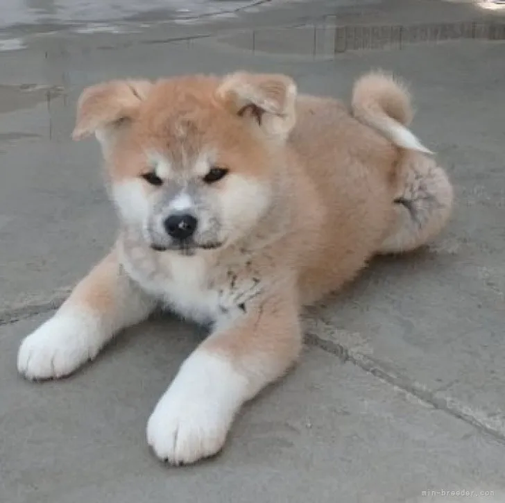 ID:2302-04356の子犬