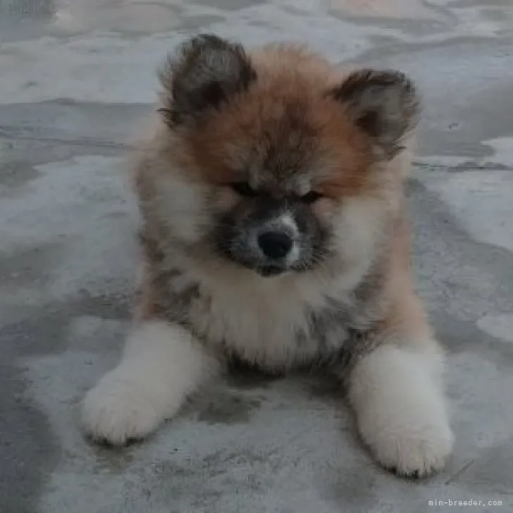 ID:2302-03705の子犬
