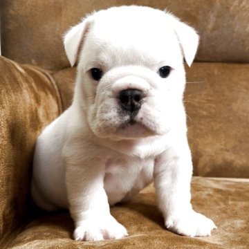 ブルドッグ【福岡県・男の子・2025年10月3日・ホワイト&レッド】の写真「真っ白でお尻にワンポイトが入った可愛い男の子」