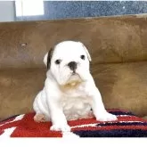 ブルドッグ