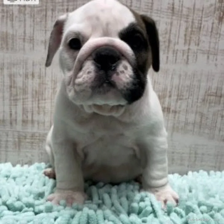 ID:2310-02965の子犬