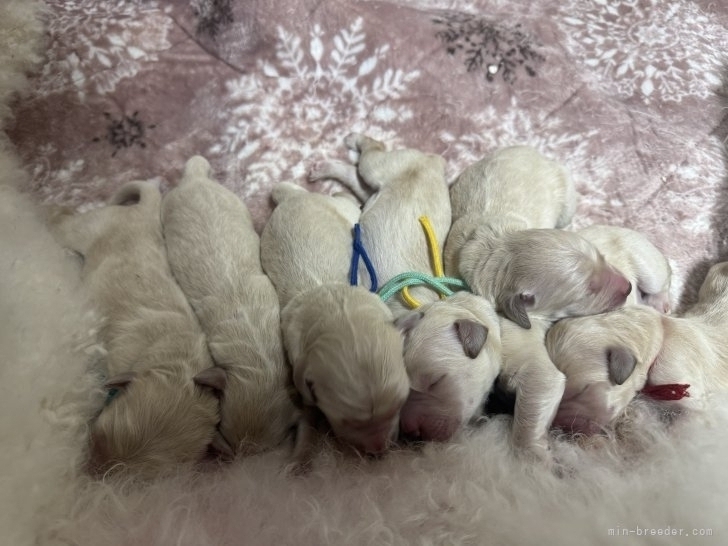 松浦亜矢子ブリーダーのブログ：生まれました