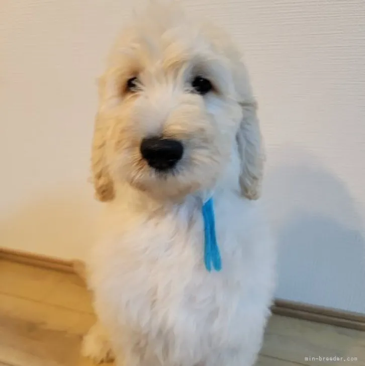 ID：2212-04892の子犬